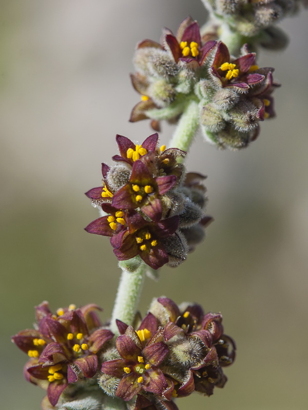 Galium baeticum.24