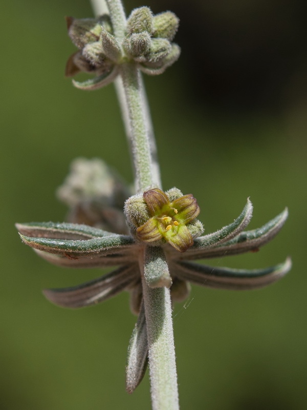 Galium baeticum.26