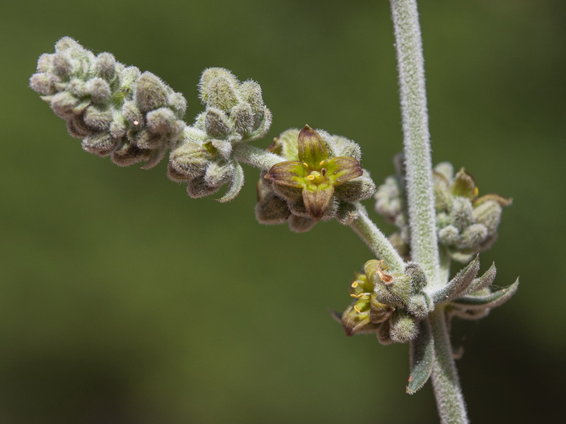 Galium baeticum.28