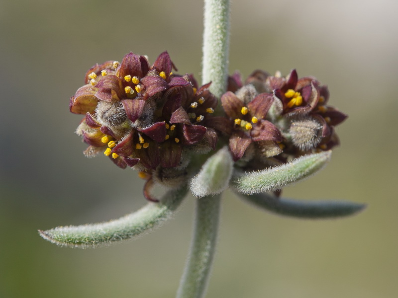 Galium baeticum.33