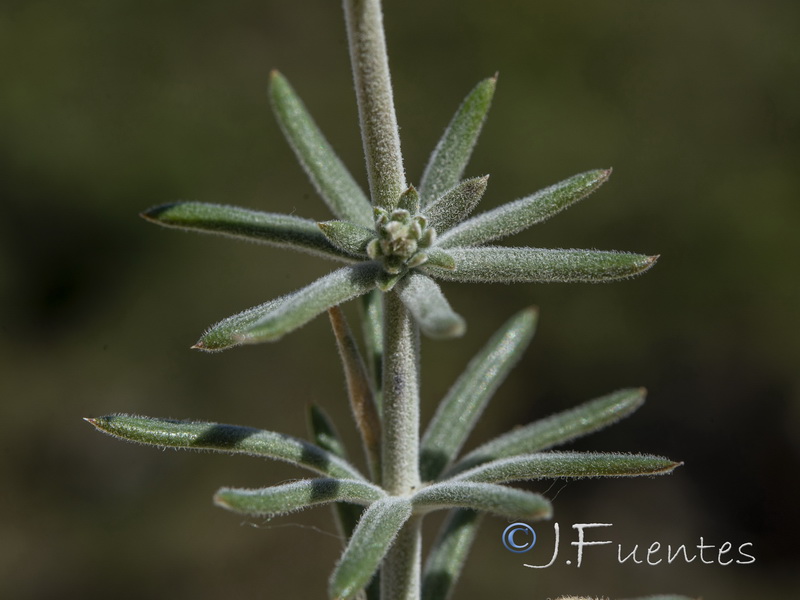 Galium baeticum.37