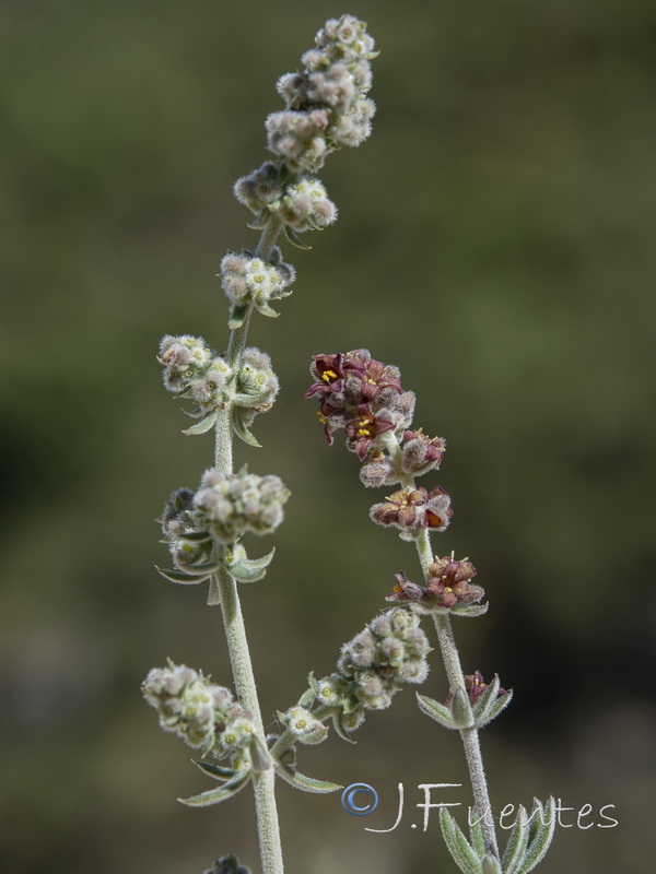 Galium baeticum.41