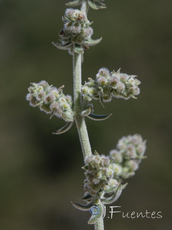 Galium baeticum.42