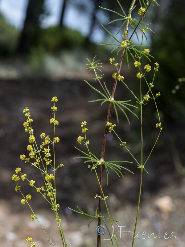Galium baeticum.03
