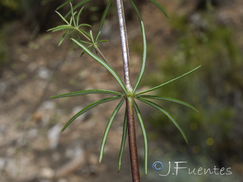 Galium baeticum.44