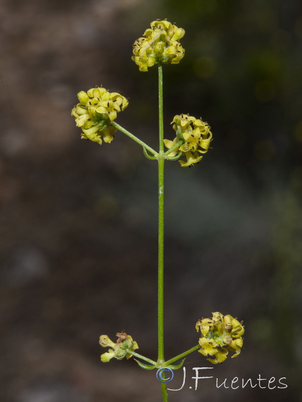 Galium baeticum.46