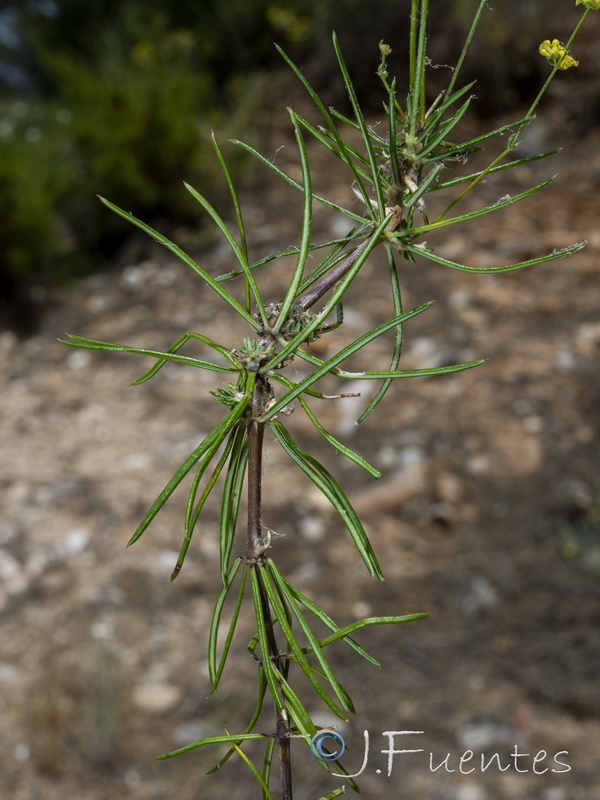 Galium baeticum.47