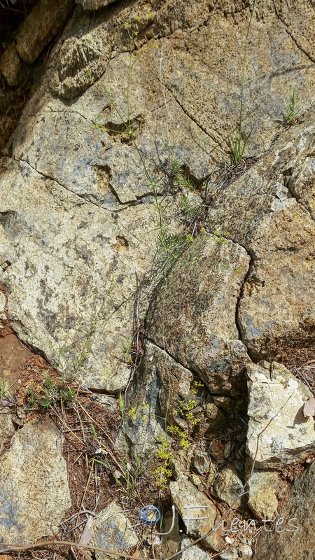 Galium boissieranum.01