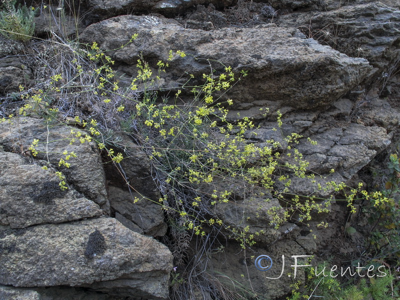 Galium boissieranum.02
