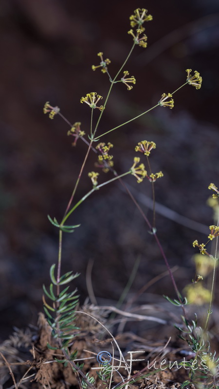 Galium boissieranum.06