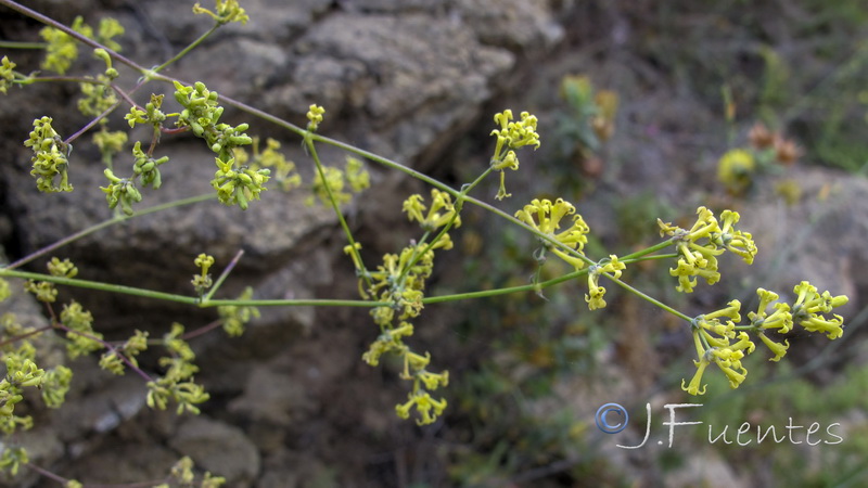 Galium boissieranum.07