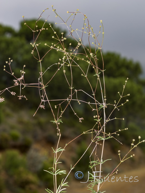 Galium boissieranum.08