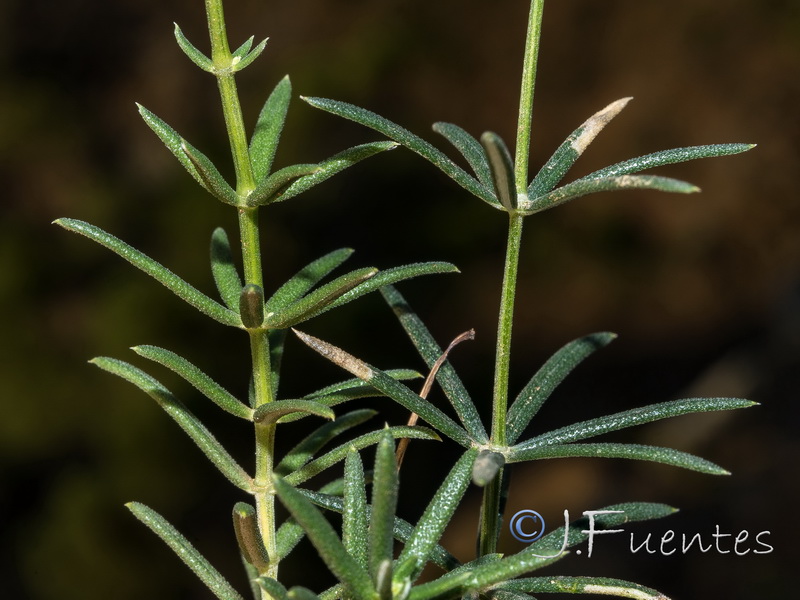 Galium boissieranum.09