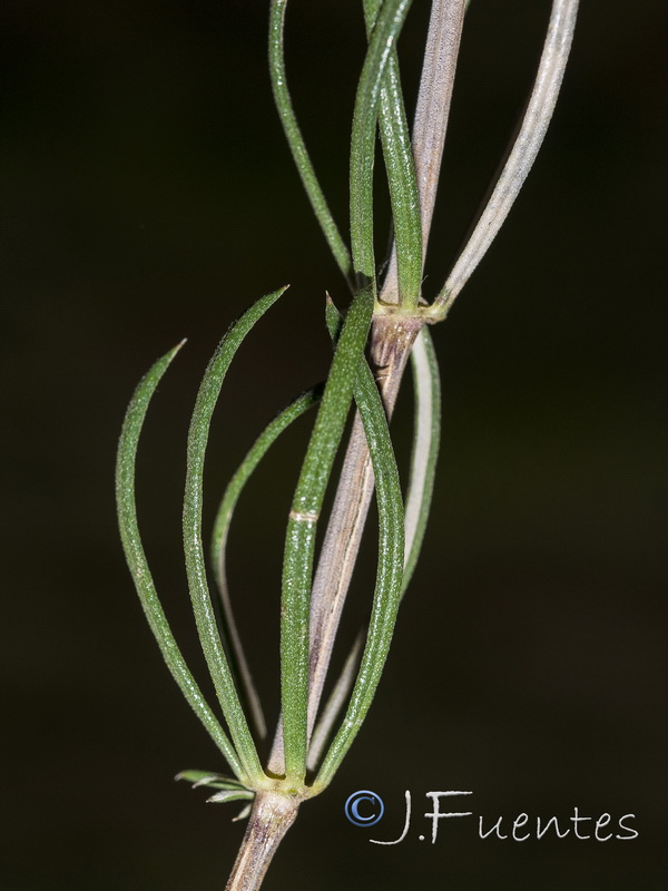Galium boissieranum.10