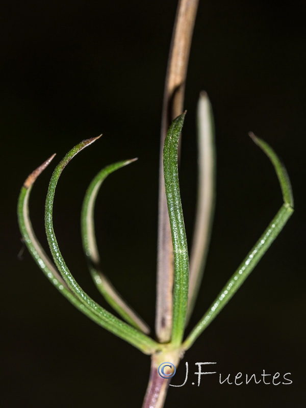 Galium boissieranum.11