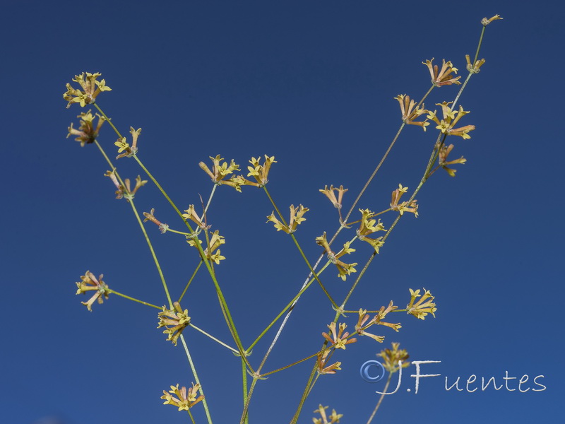 Galium boissieranum.13