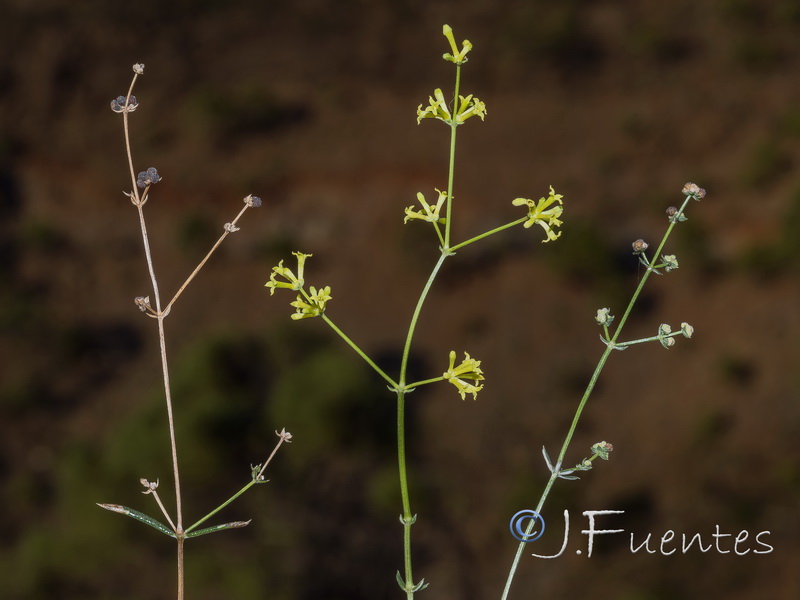 Galium boissieranum.14