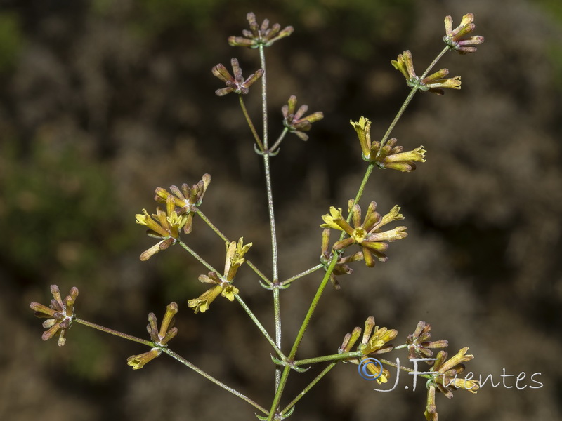 Galium boissieranum.15