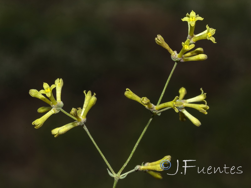 Galium boissieranum.17