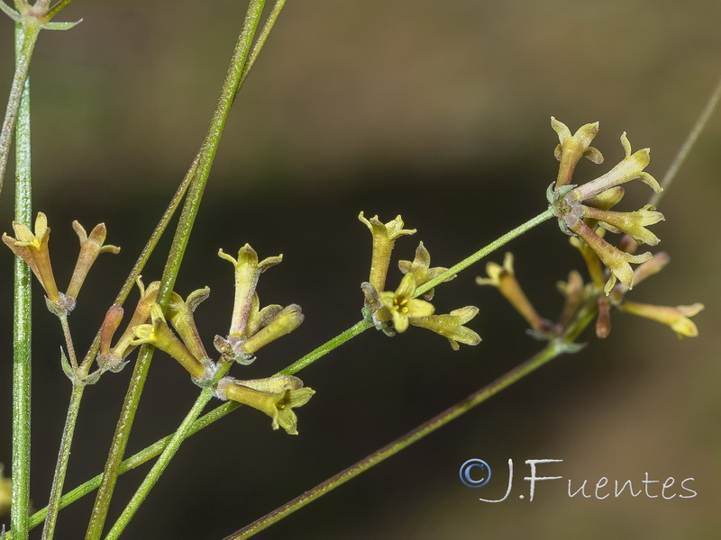 Galium boissieranum.19