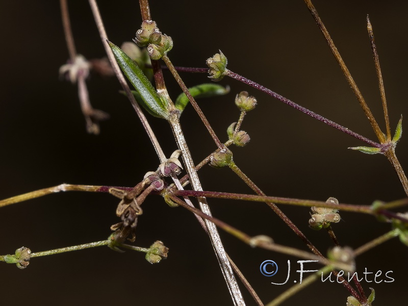 Galium boissieranum.22