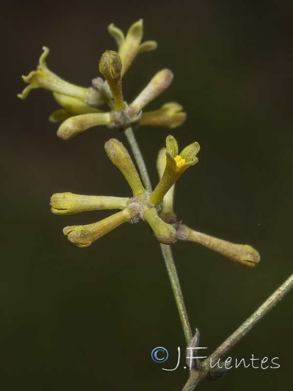 Galium boissieranum.25