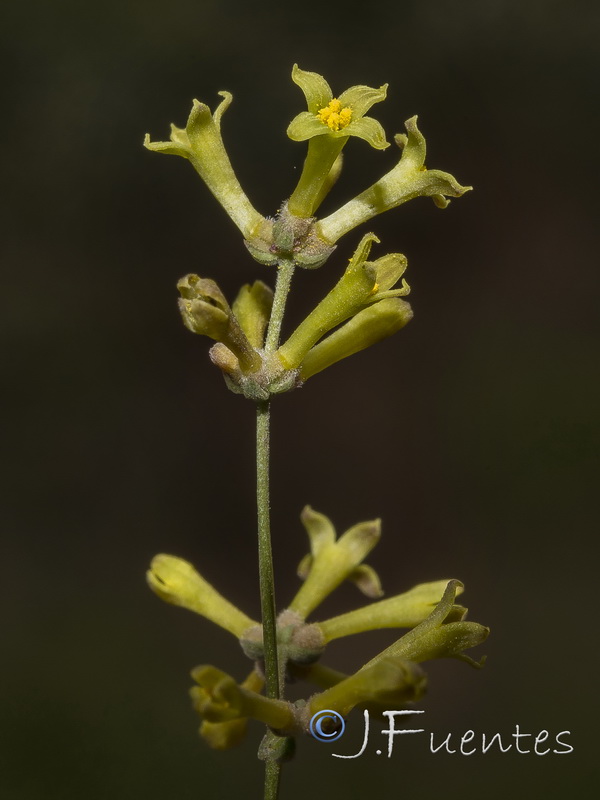 Galium boissieranum.26