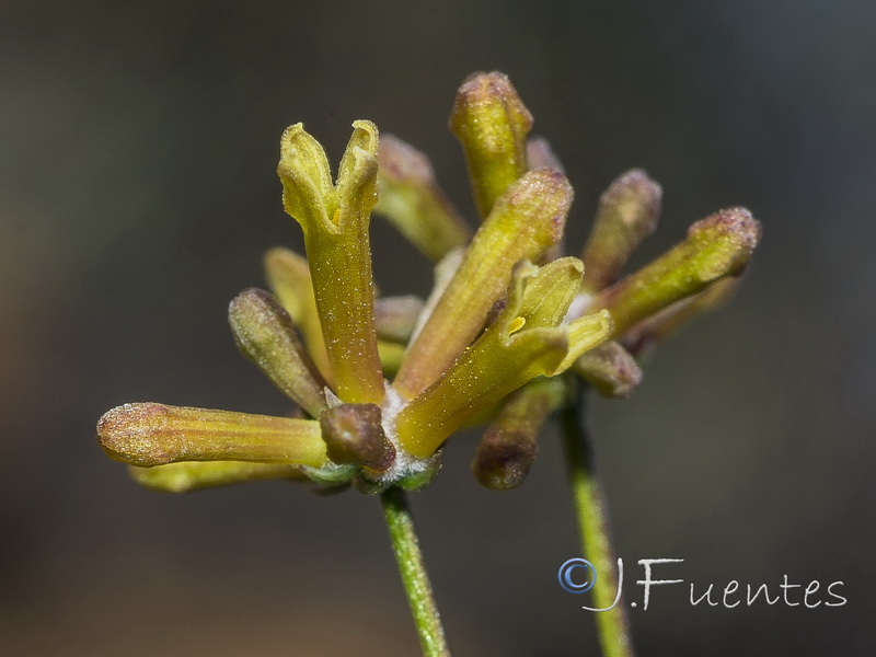 Galium boissieranum.30