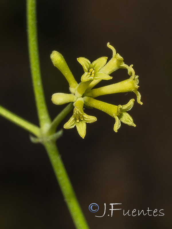 Galium boissieranum.31