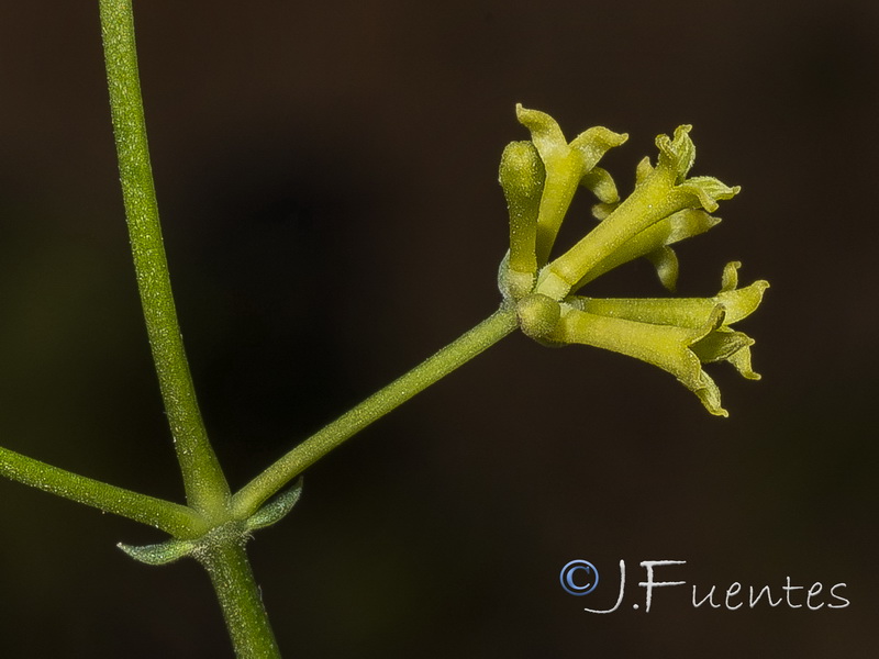 Galium boissieranum.32