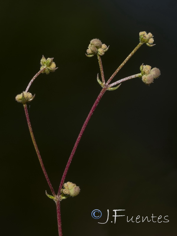 Galium boissieranum.33