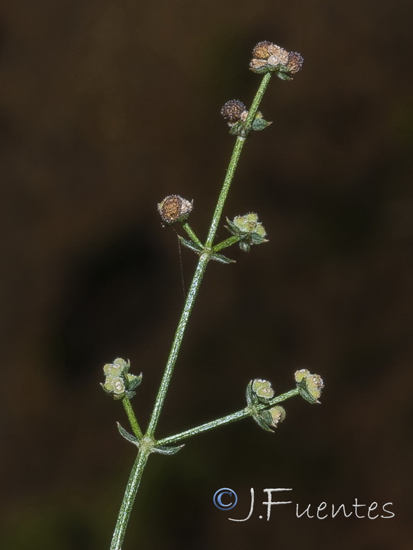 Galium boissieranum.35