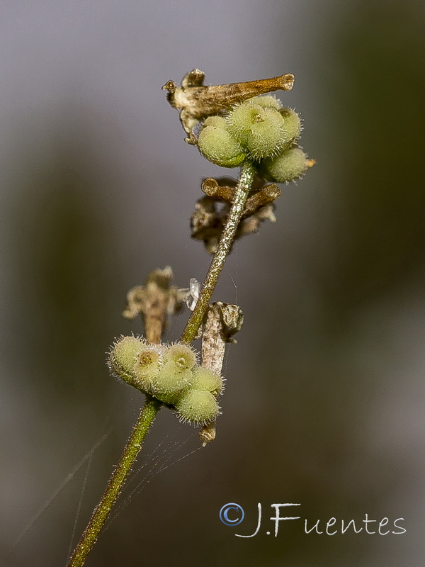 Galium boissieranum.36