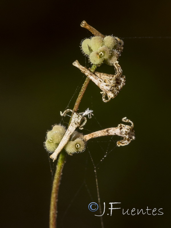 Galium boissieranum.37