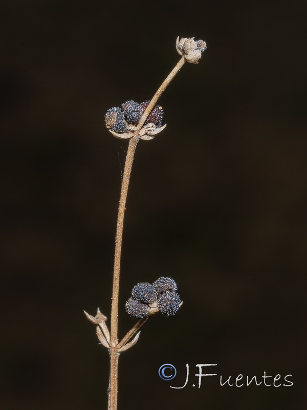 Galium boissieranum.38