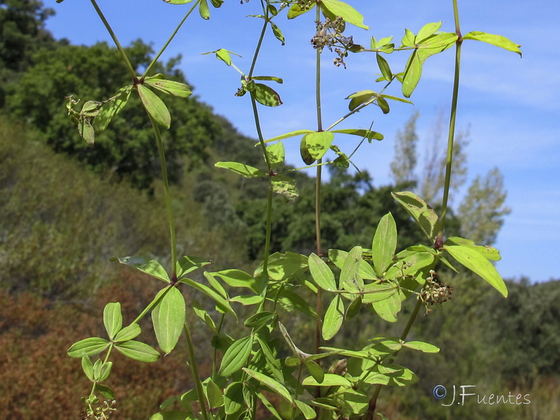 Galium broterianum.02