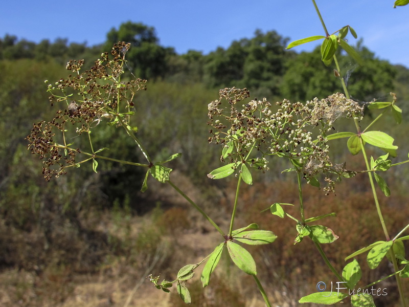 Galium broterianum.03