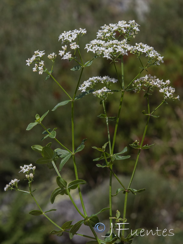 Galium broterianum.01