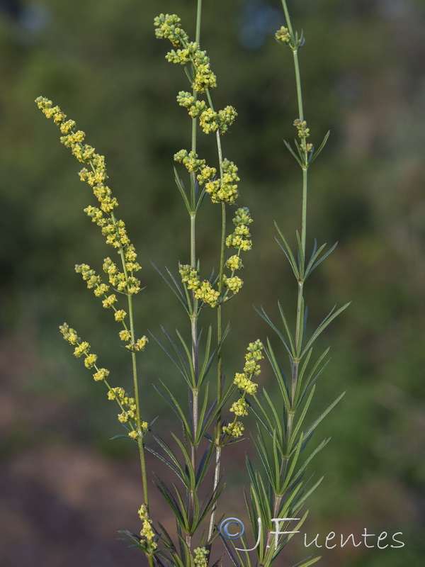 Galium concatenatum.02