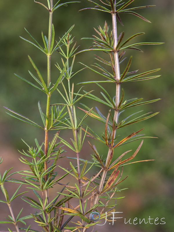 Galium concatenatum.04