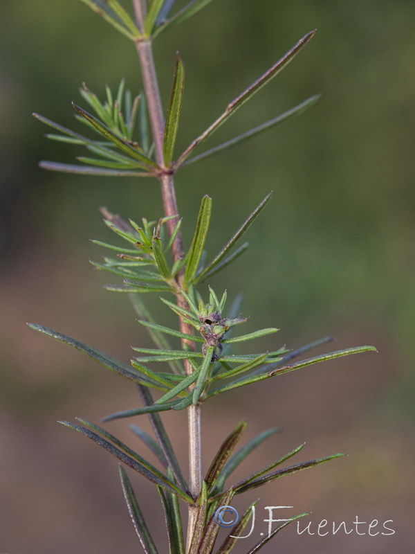 Galium concatenatum.06