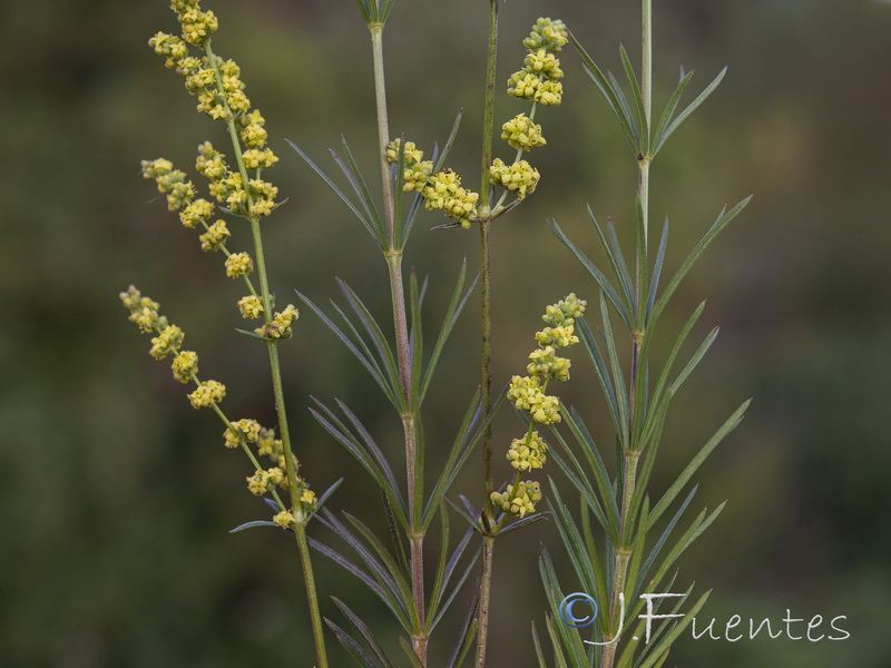 Galium concatenatum.02