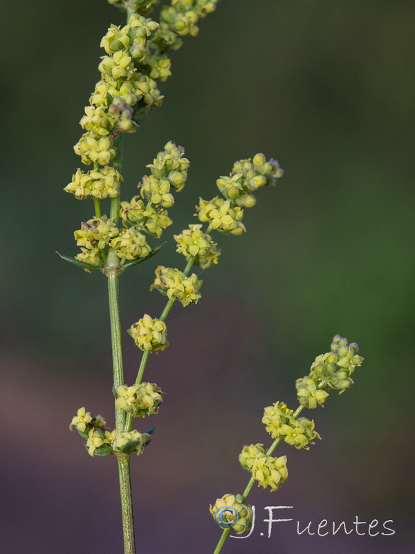 Galium concatenatum.08