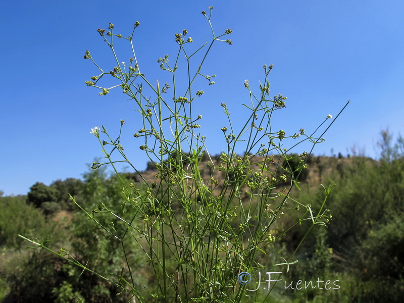 Galium debile.01