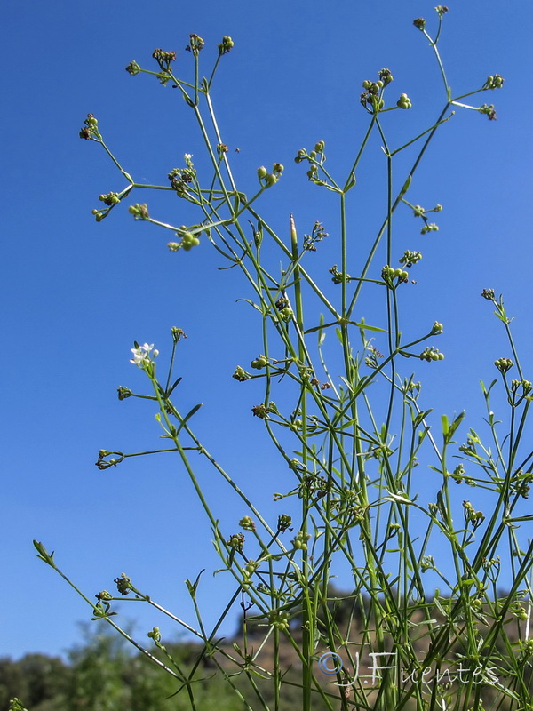 Galium debile.02