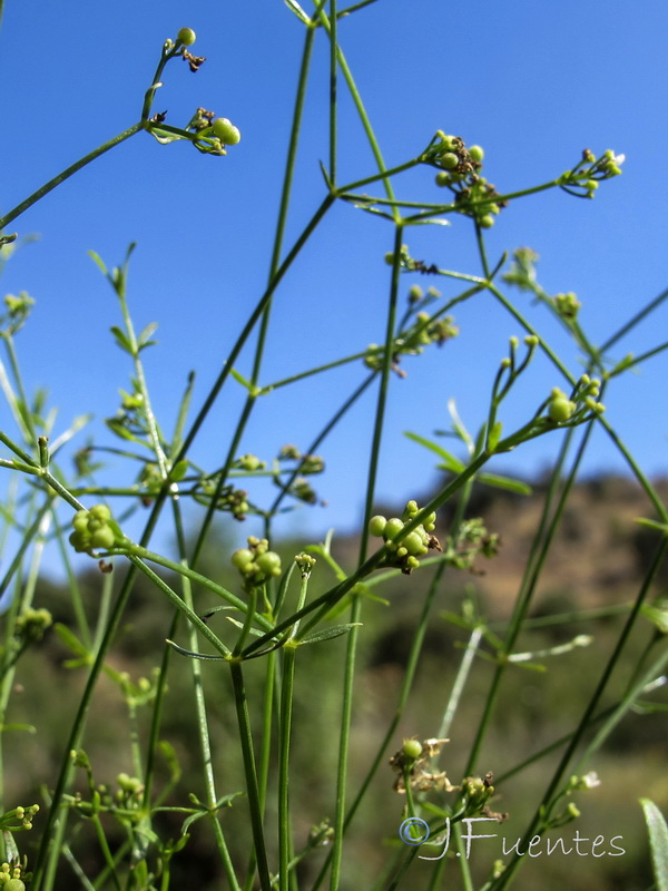 Galium debile.03