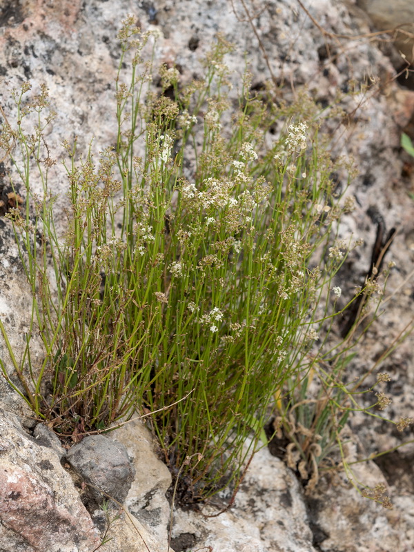 Galium ephedroides.01