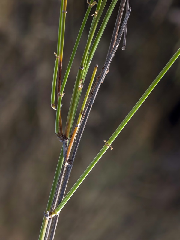 Galium ephedroides.02