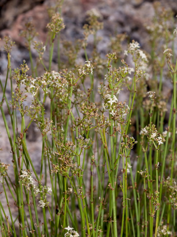 Galium ephedroides.03