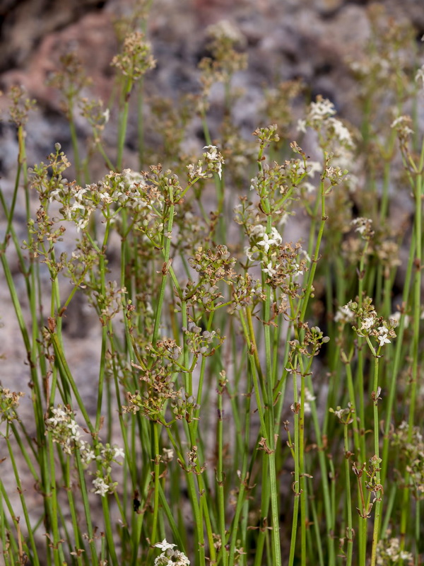 Galium ephedroides.03